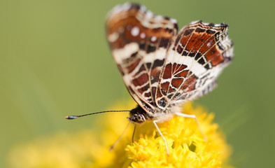 Butterfly on yellow flower