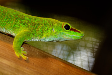 Image of a Madagascar giant day gecko (Phelsuma grandis) on nature background. reptile. Animals.