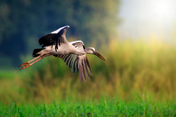 Image of an Asian openbill stork(Anastomus oscitans) flying on the natural background. Bird, Wild Animals.