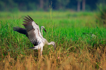 Image of an Asian openbill stork(Anastomus oscitans) flying on the natural background. Bird, Wild Animals.
