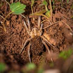 Closeup from above shot of giant wild spider with offspring on soil in tine leaves