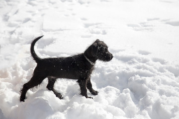 Miniature Schnauzer puppy playing in the snow