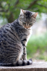 Portrait of brown tabby cat sitting in the garden. Selective focus.