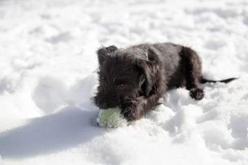 Miniature Schunauzer puppy playing with a tennis ball in the snow