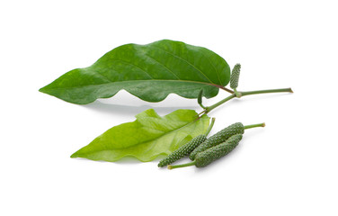 Long pepper isolated on white background