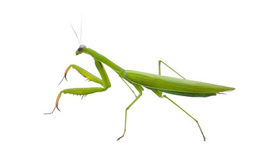 Praying mantis (Mantis religiosa) on white background