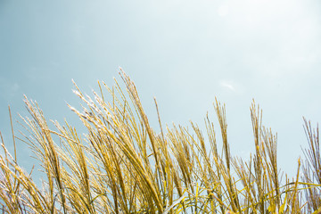 Obraz premium golden ears of wheat