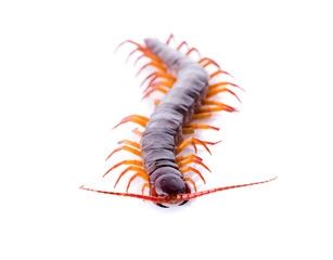 centipede isolated on white background