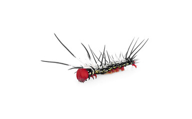 Caterpillar isolated on a white background