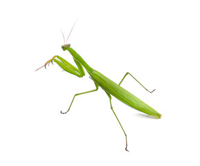 Praying mantis on white background.(selective focus)