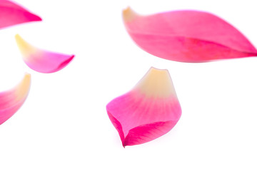 lotus petal isolated on white background
