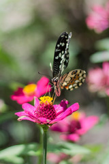  Butterflies in the garden