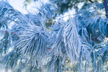 A branch of pine covered with hoarfrost on a blue background.
