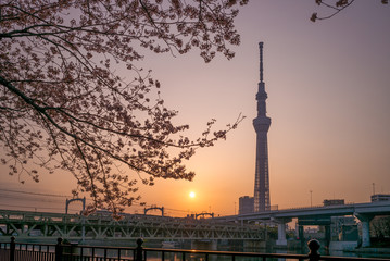 Fototapeta na wymiar skyline of tokyo city by the river at dawn