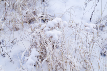 Dry yellow grass covered with hoarfrost. Frosty weather.