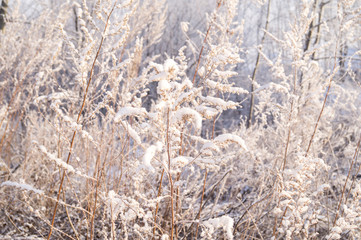 Dry yellow grass covered with hoarfrost. Frosty weather.