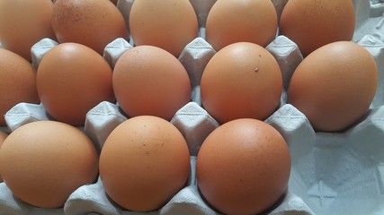 Free space in an egg-carton or egg holder or paper tray of  farm chicken eggs