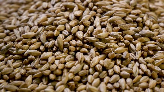 Close up of dried barley malt for beer brewing rotates in close-up