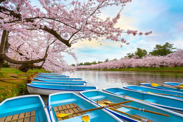 Fototapeta premium Pełny kwiat Sakura - wiśniowy kwiat w parku Hirosaki w Japonii