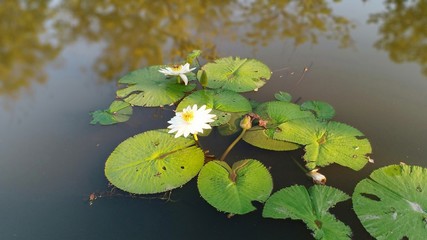 Lotus in pool volume 886332265486