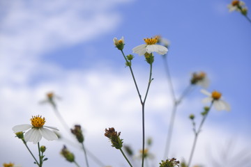 daisy white flower bloom in nature against blue sky background.