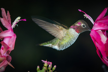 Male hummingbird profile with dark background