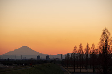 富士山とメタセコイア並木