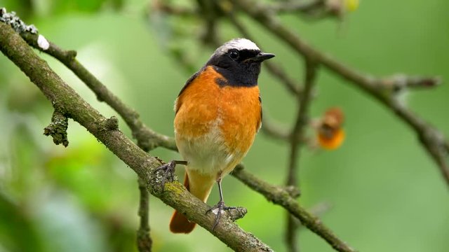 Common redstart perched on a twig