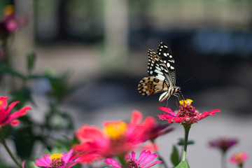  Butterflies in the garden