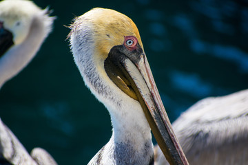 Pelican of Sebastian