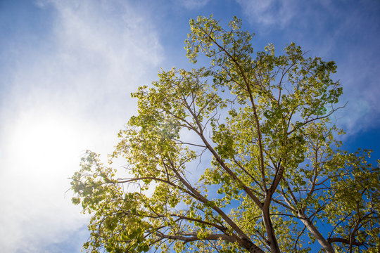 Green fresh Bodhi tree with vivid blue sky.