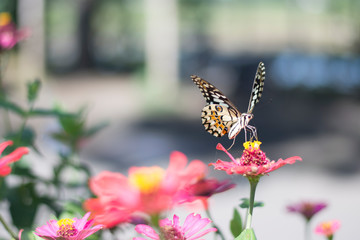  Butterflies in the garden