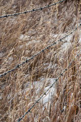 Frosty Barbed Wire