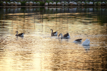 Group of goose swimming and following leader with beautiful dusk reflection on ripple of water wave in lake