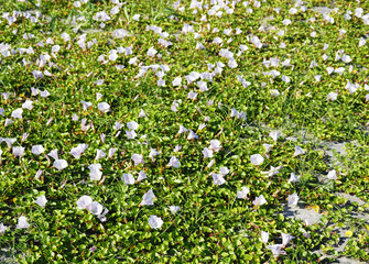 花　浜辺　素材