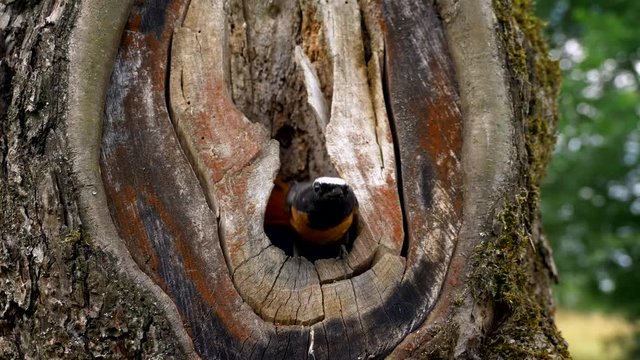 Common redstart (Phoenicurus phoenicurus) feeding chicks in nest