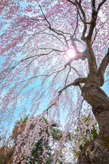 The Fujita Memorial Japanese Garden in Hirosaki, Japan