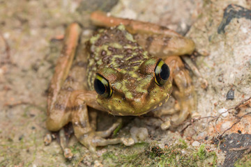 Beautiful Frog of Borneo, Kinabalu Torrent Frog , Macro image of frog at Broneo.