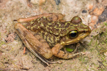 Beautiful Frog of Borneo, Kinabalu Torrent Frog , Macro image of frog at Broneo.