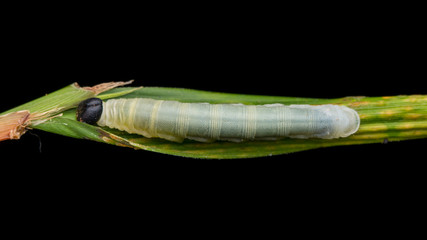 Natural wildlife caterpillar on branch