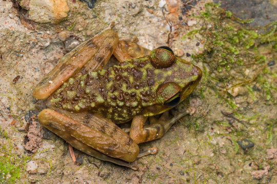 Beautiful Frog of Borneo, Kinabalu Torrent Frog , Macro image of frog at Broneo.
