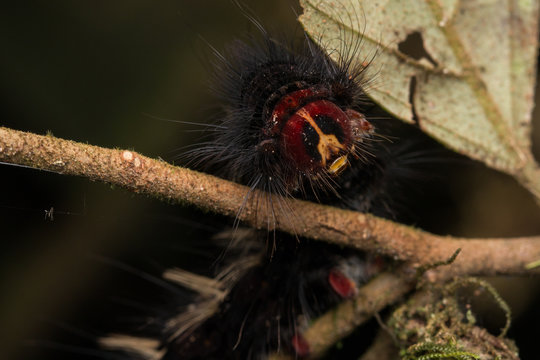 Macro image of hairy beautiful caterpillar of Sabah, Borneo
