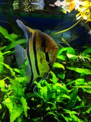 Angel fish with goldish color tone and wide black-n-white stripes in densely planted tropical aquarium