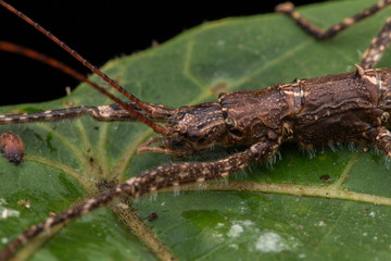 Close-up of Brown Katydid of Sabah, Borneo