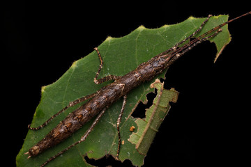 Close-up of Brown Katydid of Sabah, Borneo