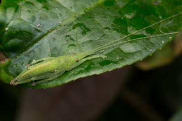 Obraz premium Wildlife macro image of a katydid of Sabah, Borneo