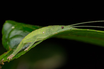 Wildlife macro image of a katydid of Sabah, Borneo