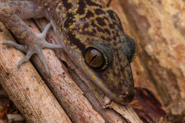 Gecko, Close-Up Gecko ,  Kinabalu Angle-toed Gecko, Borneo , Gecko of Borneo