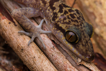 Gecko, Close-Up Gecko ,  Kinabalu Angle-toed Gecko, Borneo , Gecko of Borneo
