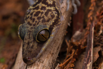 Gecko, Close-Up Gecko ,  Kinabalu Angle-toed Gecko, Borneo , Gecko of Borneo
